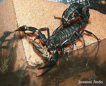 閲覧注意 サソリという完璧なデザインを持つ生物 おんj まとめ太郎