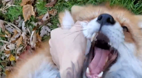 Screenshot_20241003-081825