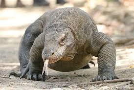 コモドドラゴンという究極生命体 	