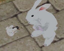 ナオたんを殴る蹴る無慈悲で容赦ないうさぎ