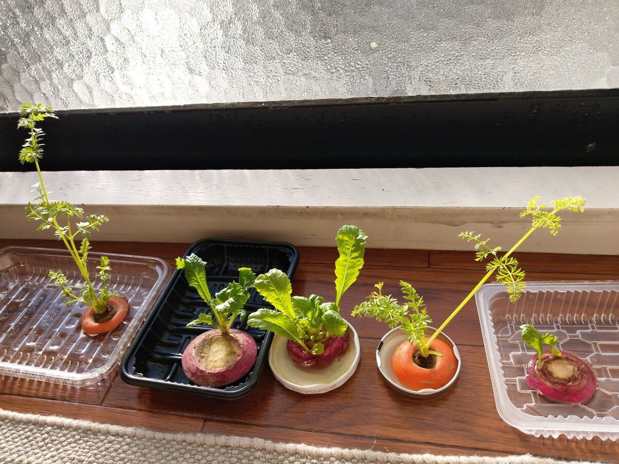 ズボラでもできる 再生野菜 リボベジ 足るを知るにんじん 38 アパートで2人と4匹暮らし ズボラでもできる 再生野菜 リボベジ 足るを知るにんじん 38 アパートで2人と4匹暮らし