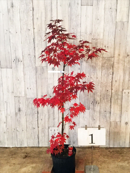 シンボルツリーを植えました 屋上庭園のある家 アイフルホームでマイホーム計画