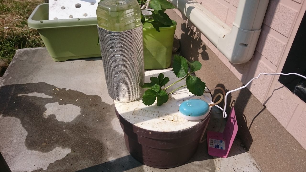 気ままに野菜生活 水耕栽培 ハイポニカぷくぷく 気ままに野菜生活 水耕栽培 ハイポニカぷくぷく