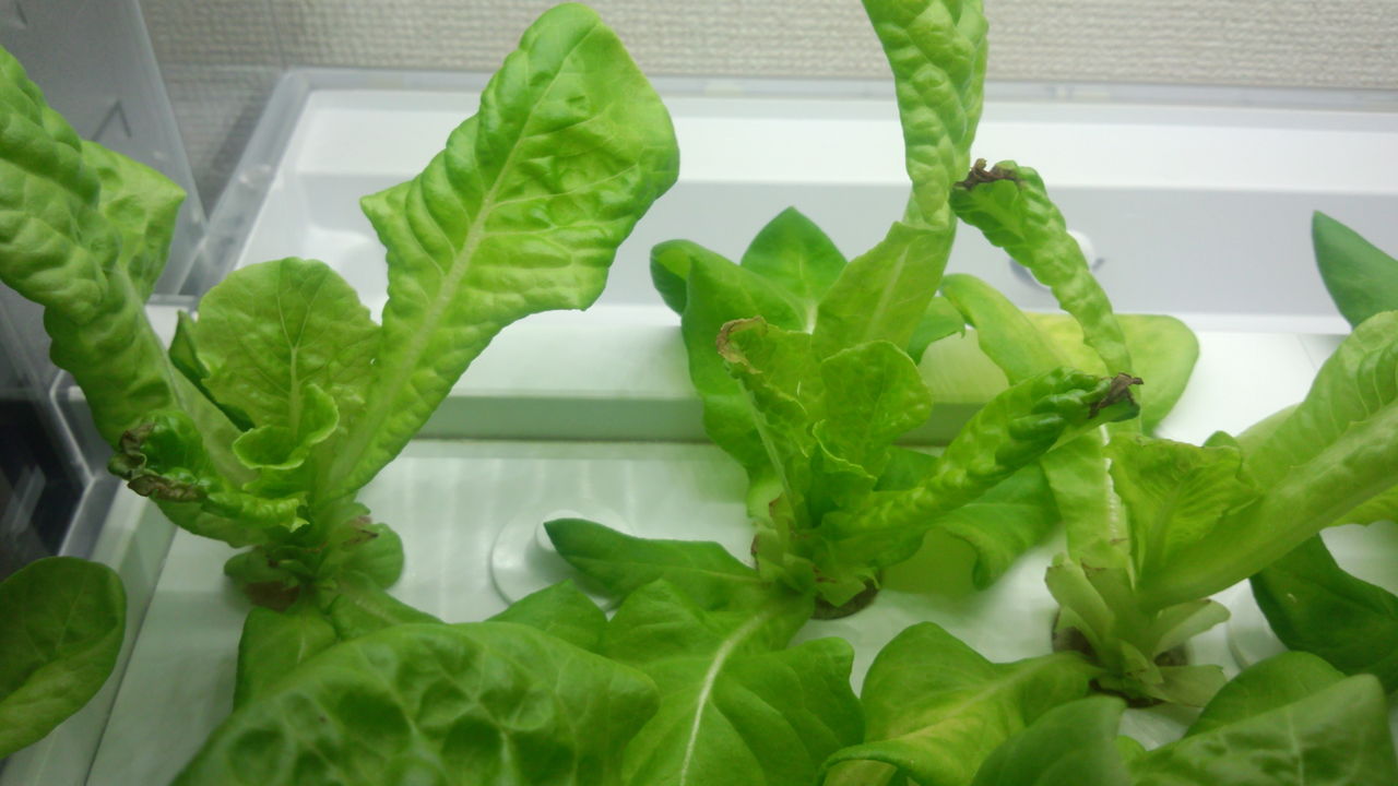水耕栽培23日目 サラダ菜 気ままに野菜生活