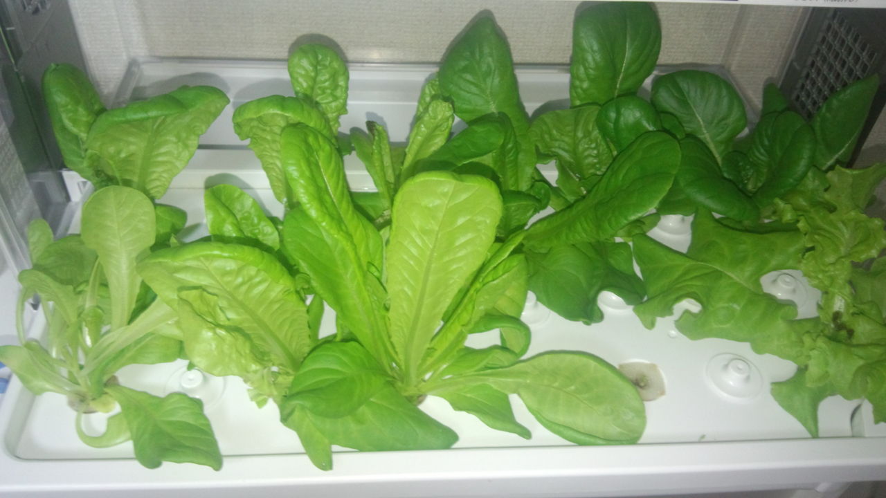 水耕栽培23日目 サラダ菜 気ままに野菜生活