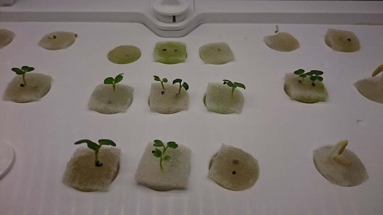 気ままに野菜生活 番外編 気ままに野菜生活 番外編