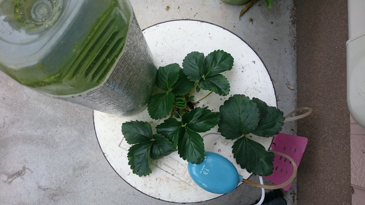 気ままに野菜生活 水耕栽培 ハイポニカぷくぷく 気ままに野菜生活 水耕栽培 ハイポニカぷくぷく