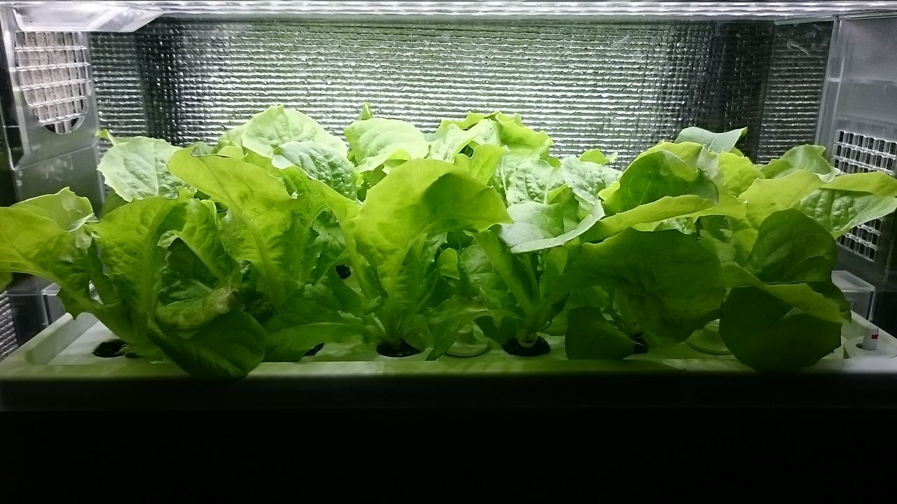 水耕栽培21日目 チマサンチュ ルッコラ 気ままに野菜生活