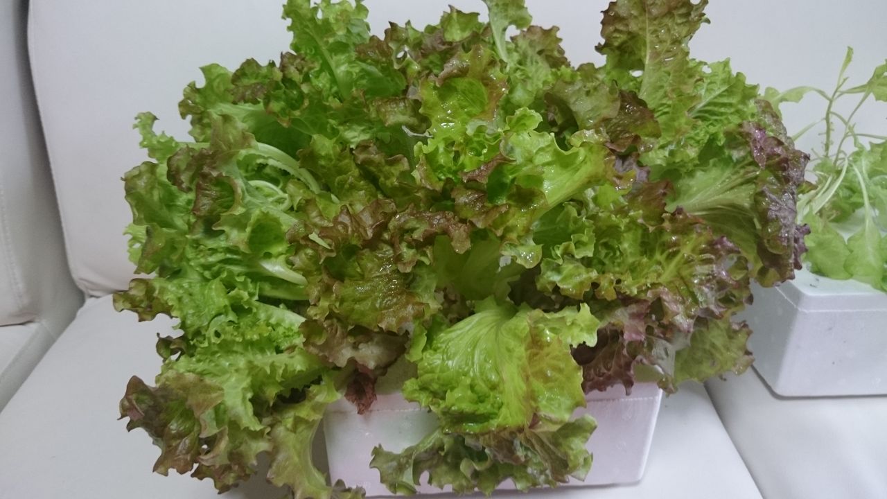 太陽に完全敗北 気ままに野菜生活 太陽に完全敗北 気ままに野菜生活