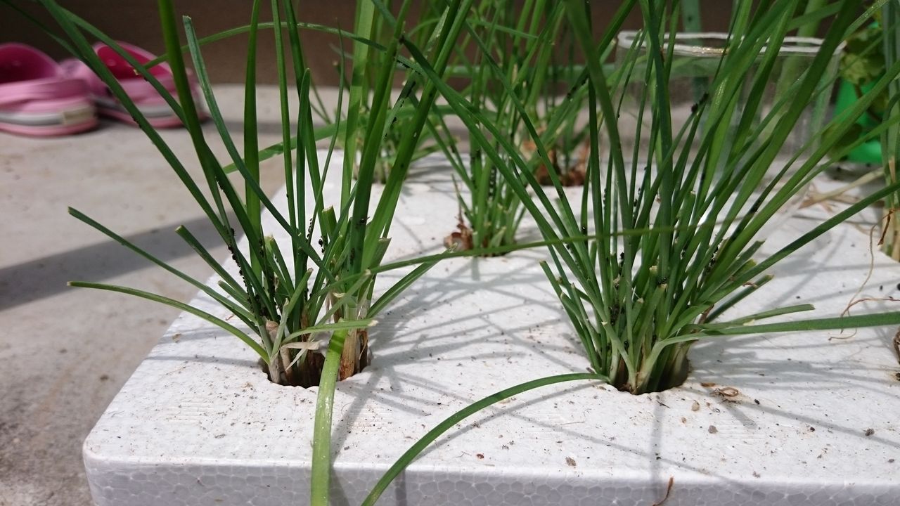ニラ 気ままに野菜生活 ニラ 気ままに野菜生活