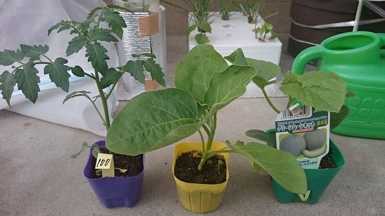 今度こそ最後の苗追加 メロン ミニトマト 白ナス 気ままに野菜生活 今度こそ最後の苗追加 メロン ミニトマト 白ナス 気ままに野菜生活