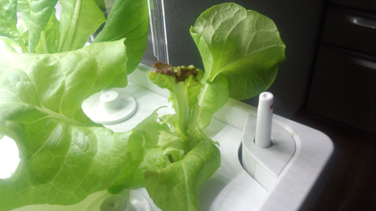水耕栽培23日目 サラダ菜 気ままに野菜生活