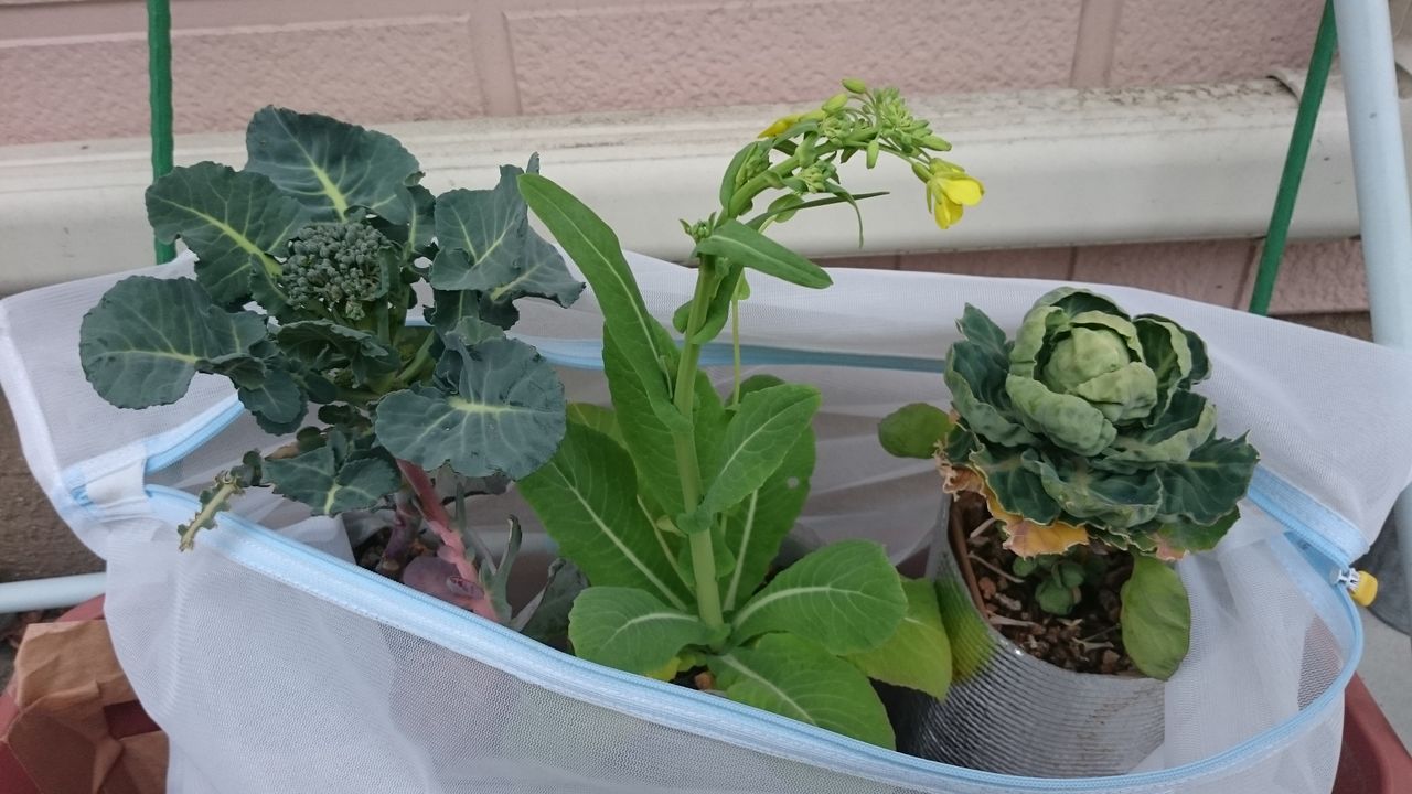 パッシブ水耕 3 1 気ままに野菜生活