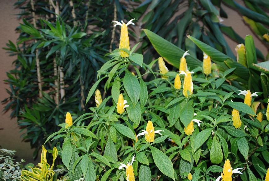 不思議な形の花 Frog Rana America Del Sur El Diario De Estancia 南米駐在員日記