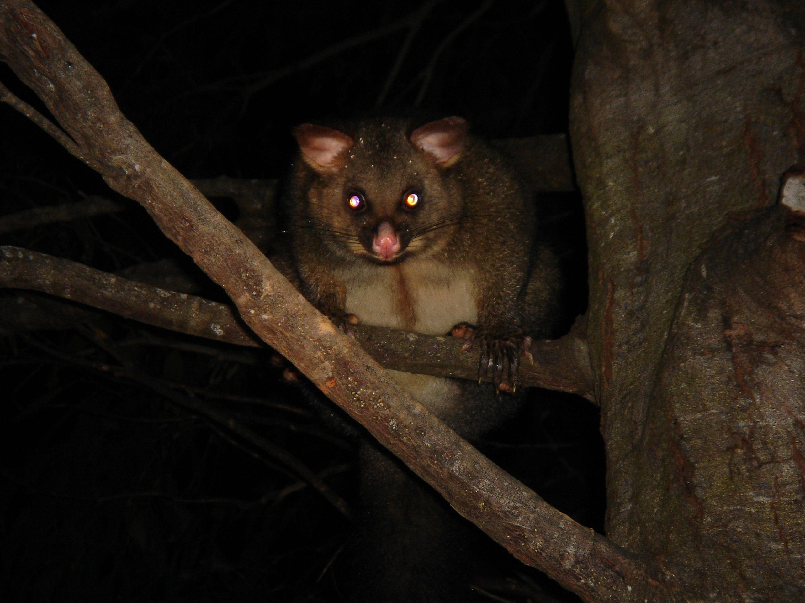 じんぼゆうきのtasmania自給自足農業体験の旅 Livedoor Blog ブログ