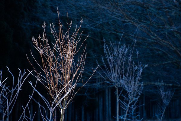 DSC_6096-2