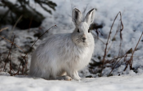 rabbit-3917617_1920