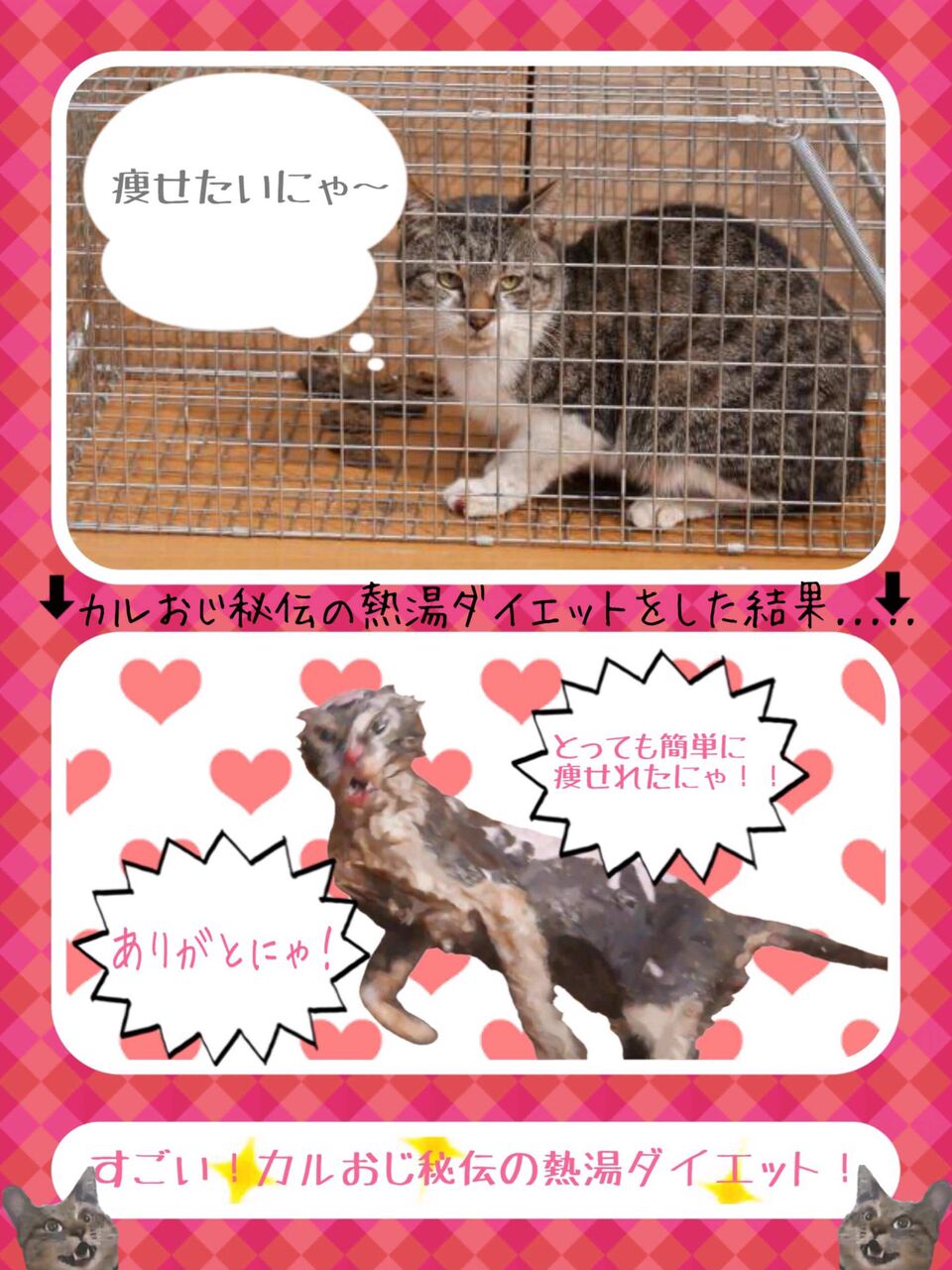 子猫 Gato 虹橋