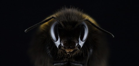 hummel-1353423_1920
