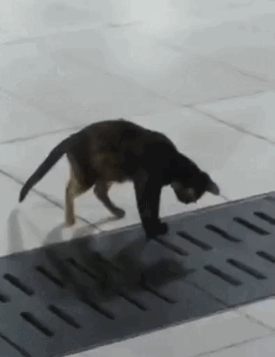 欠損注意 動物グロgifスレ 黄昏ちゃんねる