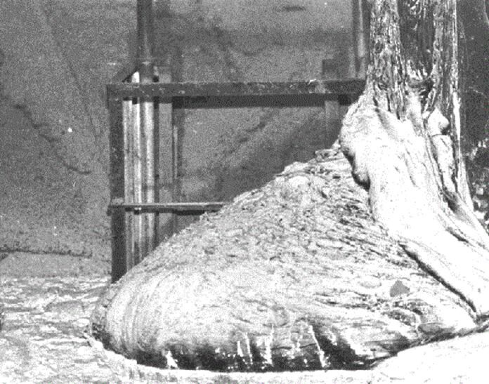 閲覧注意 チェルノブイリの 象の足 見ただけで死ぬ模様 黄昏ちゃんねる