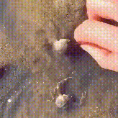 閲覧注意 衝撃的なgifを見ようや 黄昏ちゃんねる