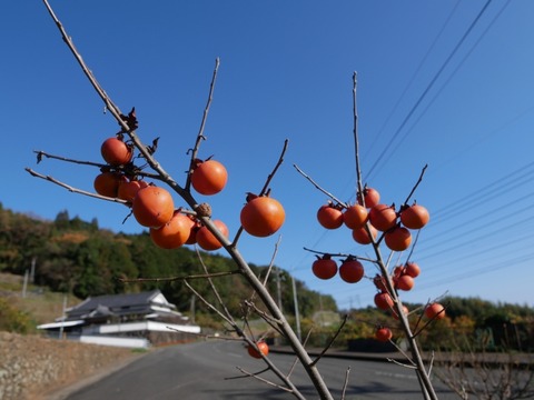 P1070164_a
