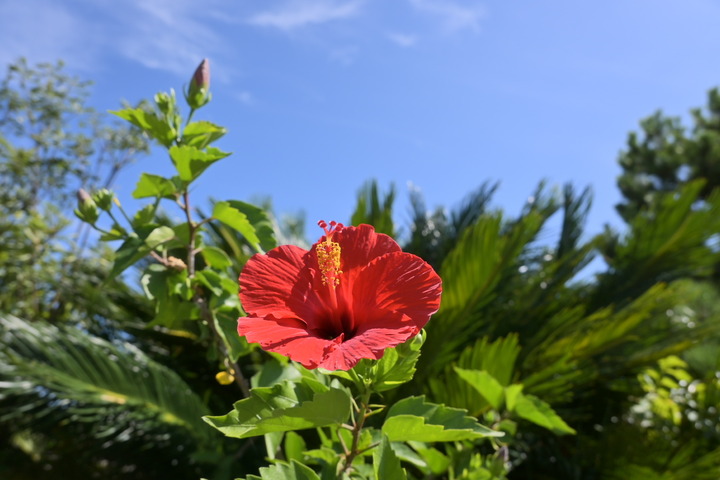 DSC_1723s_s