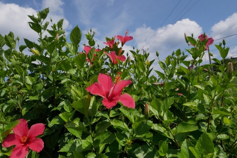 P1110072_a