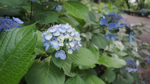 P6280059