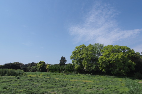 P4290020_s