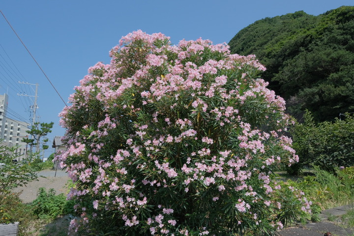 DSCF6932_s