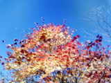 kouyou2
