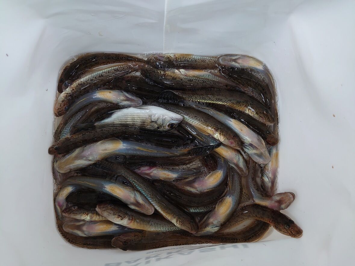 ればたらブログ : もう12月だと言うのにハゼ釣りに夢中!