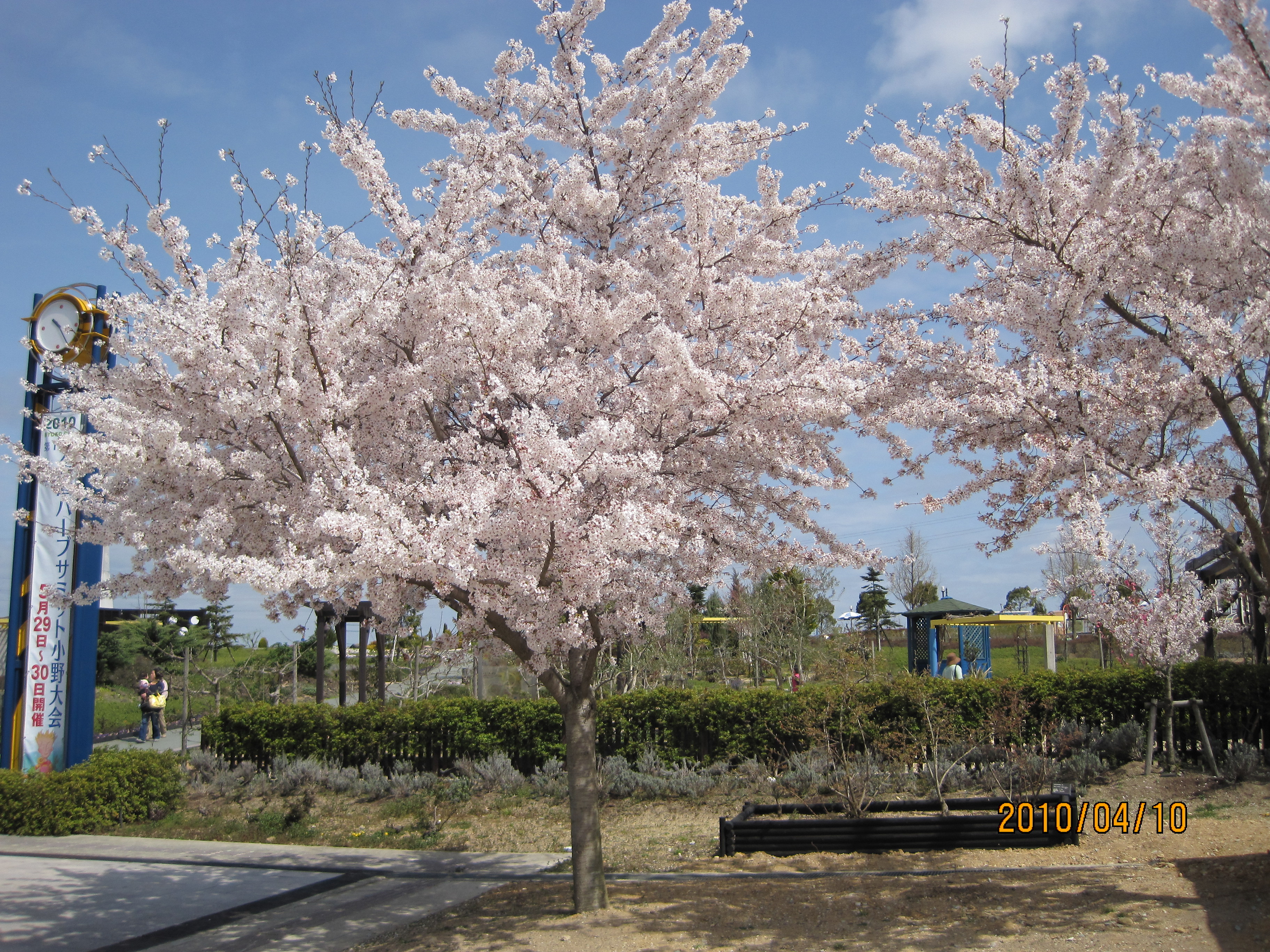 三木山森林公園 ステーキバイキング たべんのあそぶのダイスキ