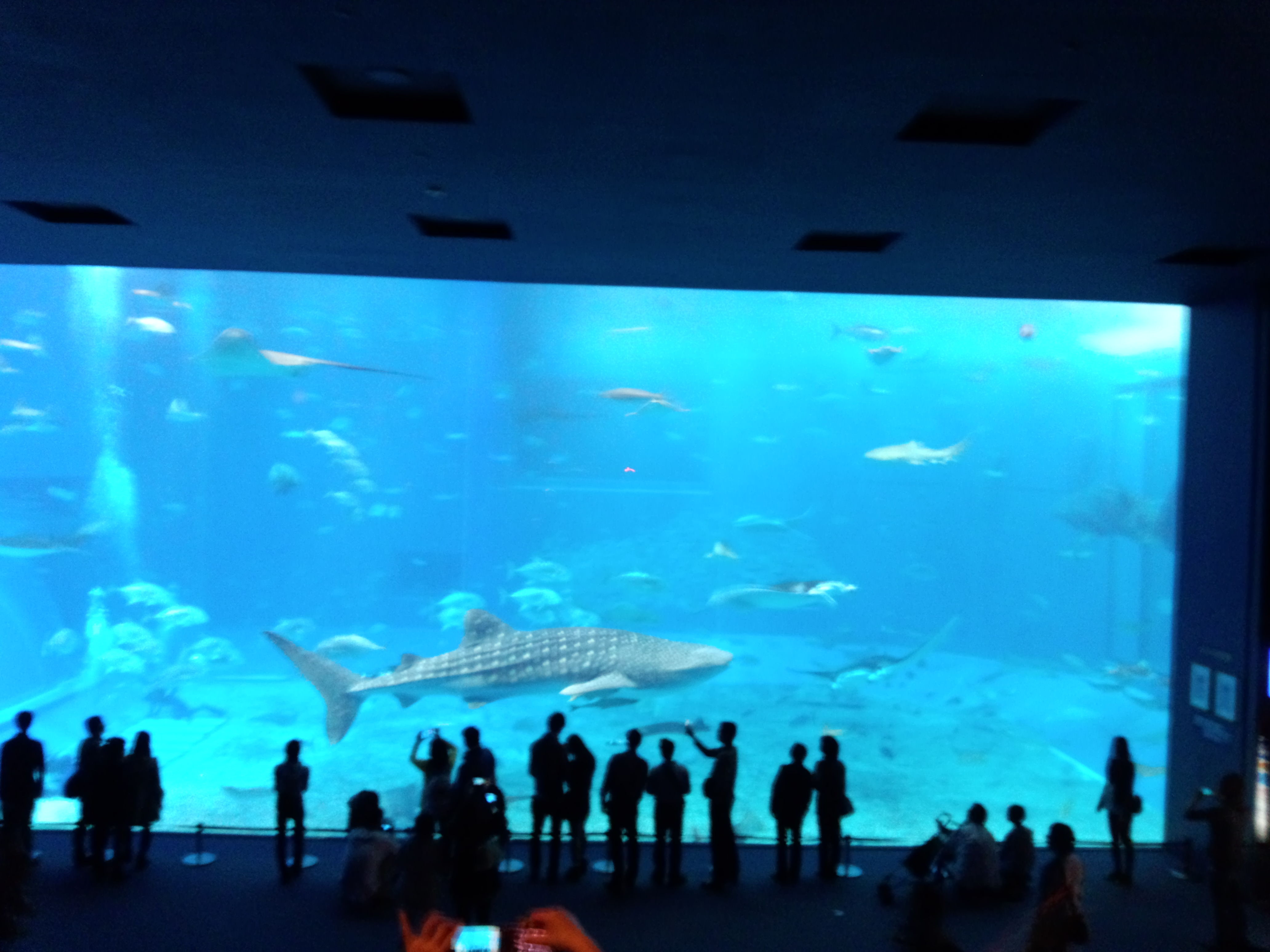 沖縄旅行 美ら海水族館の大水槽とジンベイザメ カフェ オーシャンブルー 宇都宮市 日光市 壬生町 下野市 上三川町で畳 襖 障子の和室のリフォームなら畳屋五郎八にお任せ下さい 栃木県で一番を目指して 畳屋五郎八 Iroha の ブログ 沖縄旅行 美ら海水族館の大水槽とジンベイザメ カフェ オーシャンブルー 宇都宮市 日光市 壬生町 下野市 上三川町で畳 襖 障子の和室のリフォームなら畳屋五郎八にお任せ下さい 栃木県で一番を目指して 畳屋五郎八 Iroha の ブログ