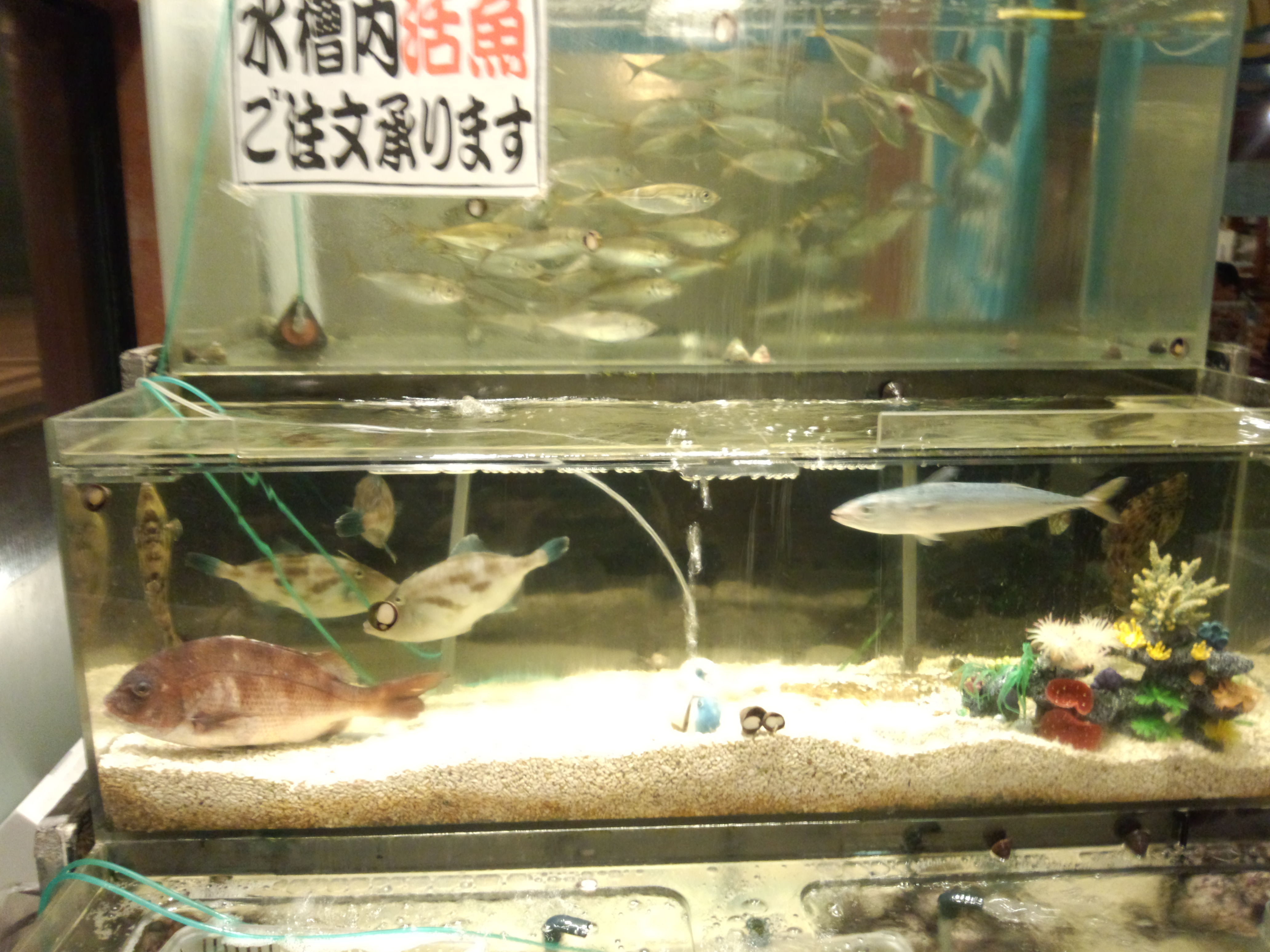 鹿沼市で行列ができる居酒屋さん 海鮮どんさん亭 栃木県で一番を目指して 畳屋五郎八 Iroha のゆるゆるブログ育児編 鹿沼市で行列ができる居酒屋さん 海鮮どんさん亭 栃木県で一番を目指して 畳屋五郎八 Iroha のゆるゆるブログ育児編
