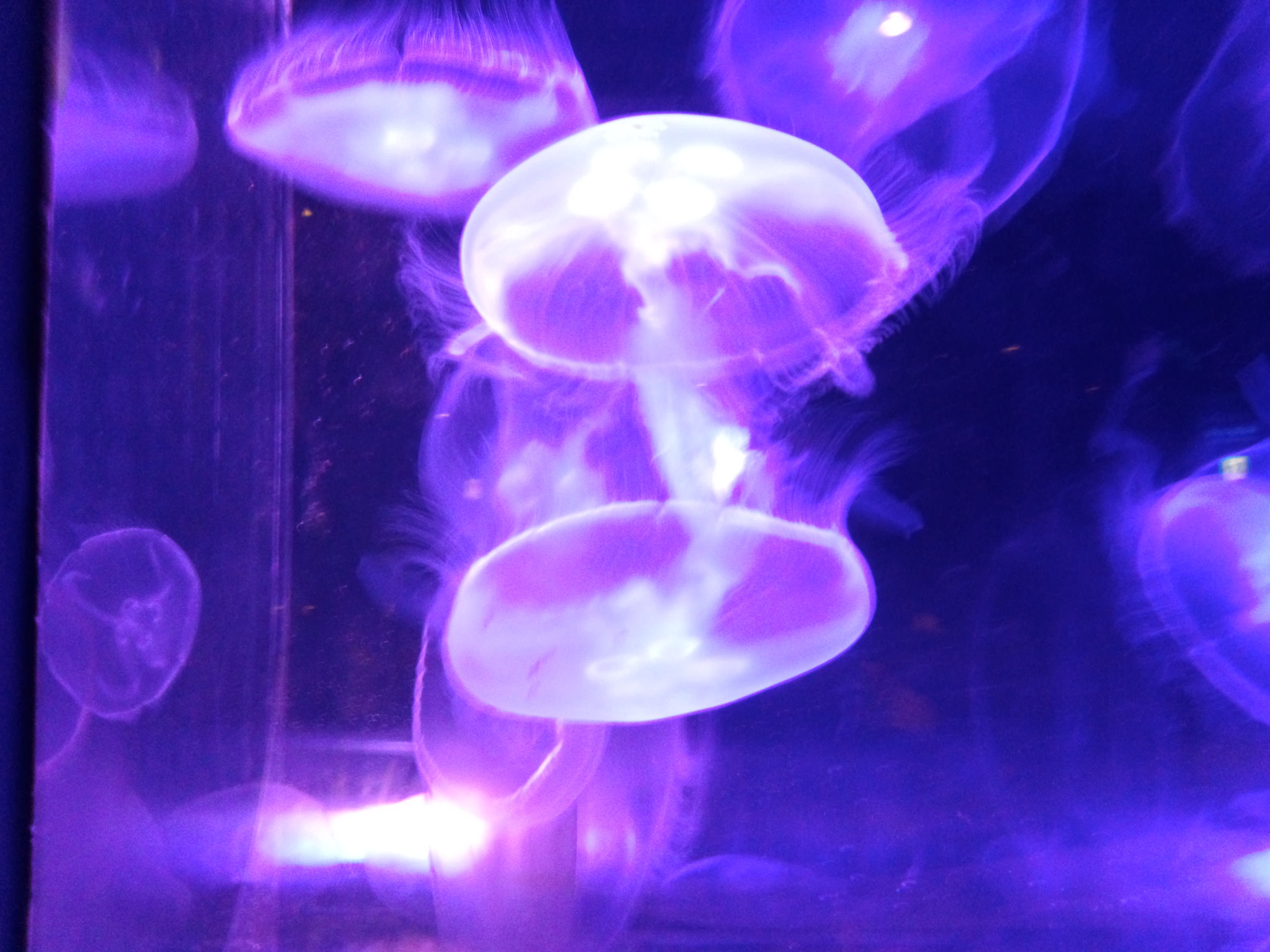 沖縄旅行 美ら海水族館 クラゲとエビとウツボ 宇都宮市 日光市 壬生町 下野市 上三川町で畳 襖 障子の和室のリフォームなら畳屋五郎八にお任せ下さい 栃木県で一番を目指して 畳屋五郎八 Iroha のブログ