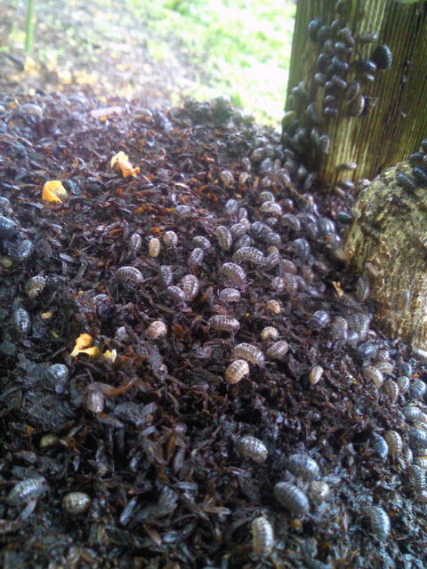 王蟲の巣じゃー カラフル ダイアリーズ2