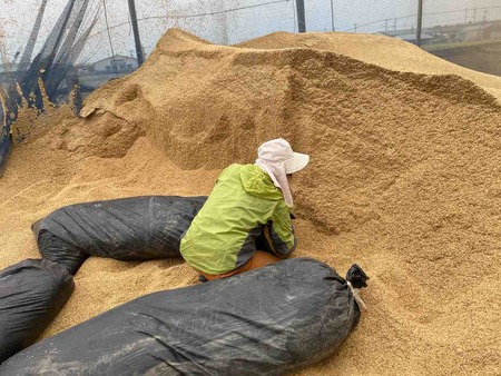 籾殻 50袋一括 10月初旬渡し