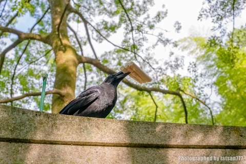 IMGP0958