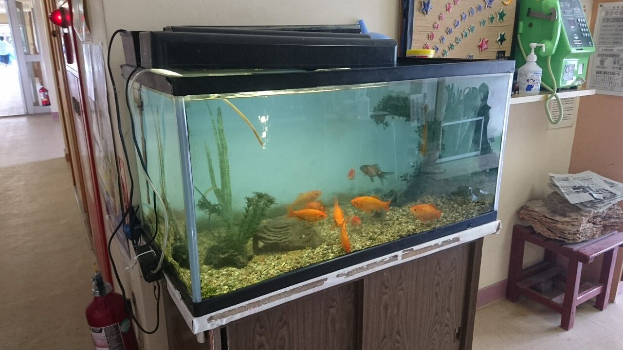 きれいな水槽 ３つのあい