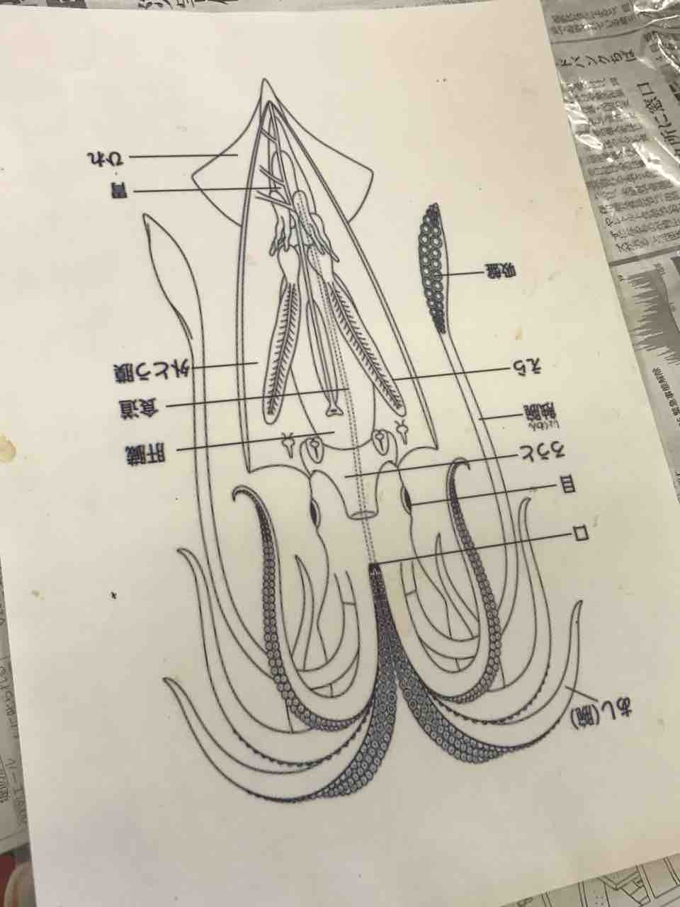 イカの解剖 ３つのあい