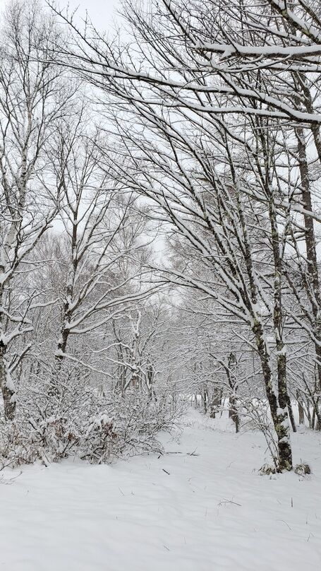 雪が降っています 立科白樺高原ユースホステル Tateshinayh 雪が降っています 立科白樺高原ユースホステル Tateshinayh