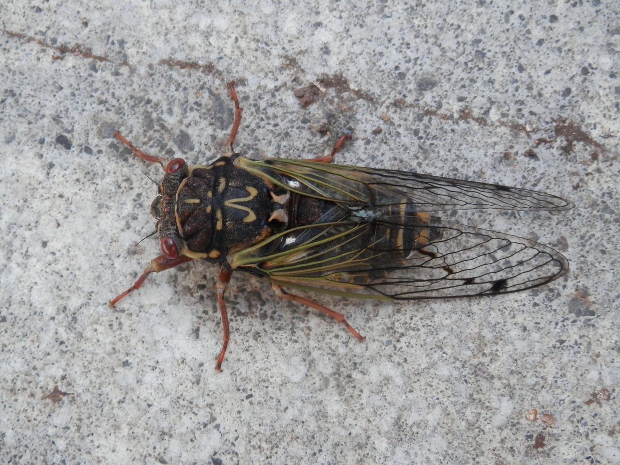 ハルゼミとエゾハルゼミとエゾゼミ Tateshinayh