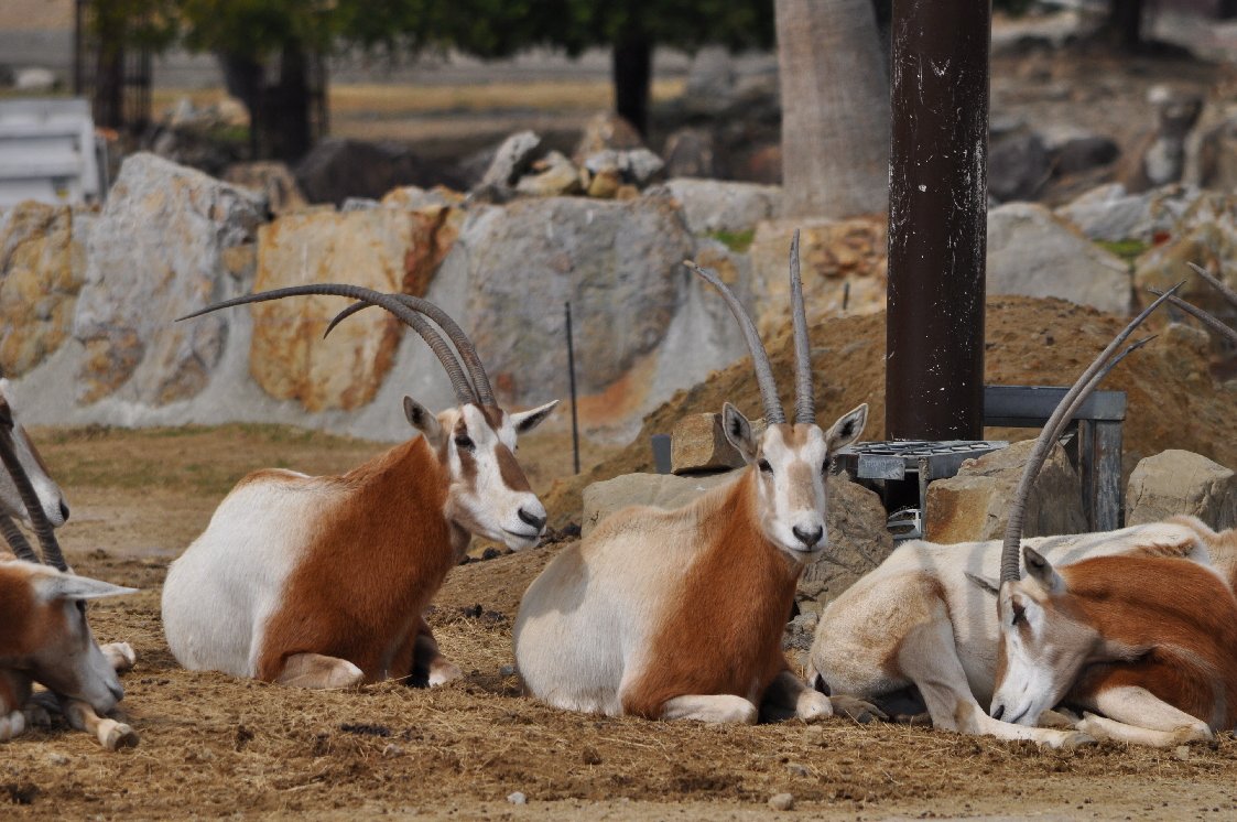 アドベンチャーワールド 16 ウォーキングサファリ 3 たてめおやじの めいびいとぅもろう アドベンチャーワールド 16 ウォーキングサファリ 3 たてめおやじの めいびいとぅもろう