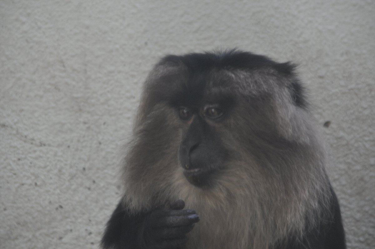 ６月２４日の天王寺動物園 ヒヒハウス たてめおやじの めいびいとぅもろう