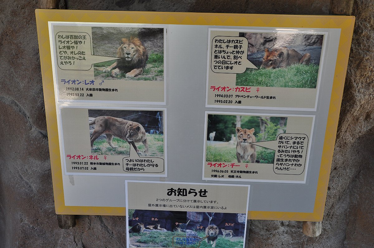 天王寺のライオンたち たてめおやじの めいびいとぅもろう