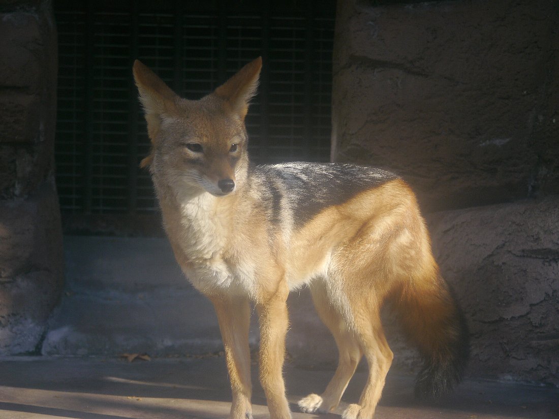 １２月４日の大阪天王寺動物園より たてめおやじの めいびいとぅもろう