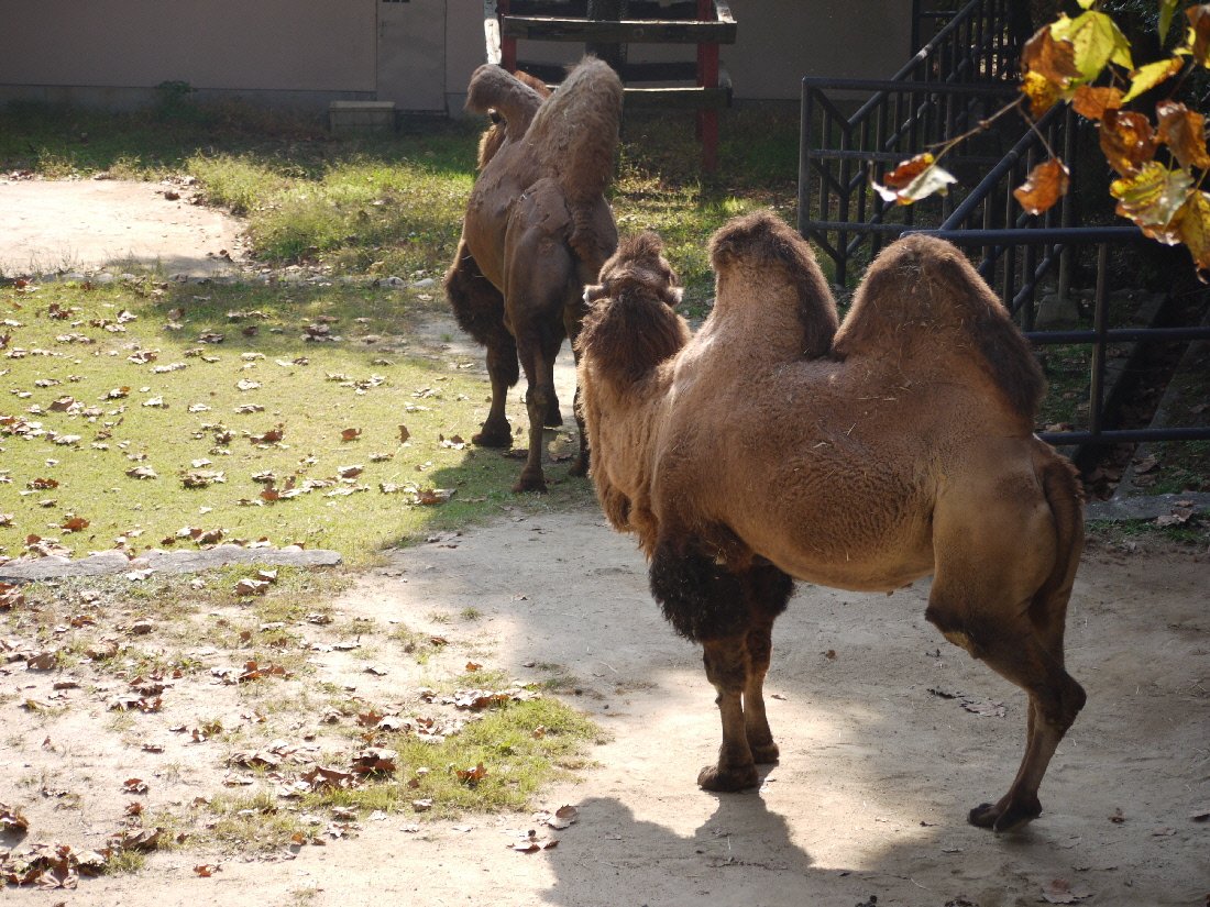 安佐動物公園 １１ フタコブラクダ ２ たてめおやじの めいびいとぅもろう